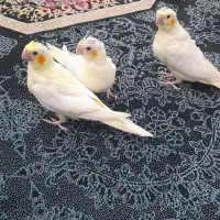 طوطی عروس هلندی