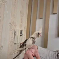 عروس هلندی سرحال آلبینو