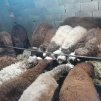بره نر افشاری باب پروار  وکشت