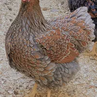 تخم نطفه دار ویاندوت و برهما لایت|حیوانات مزرعه|شهرضا, |دیوار