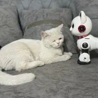 گربه بریتیش پنج ماه و نیم نر و ماده|گربه|تهران, جوانمردان (اندیشه)|دیوار