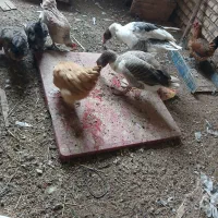 مرغهاوغازهافروشی.هستند