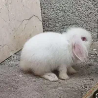 واگذاری رایگان خرگوش لوپ