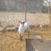 نهری|حیوانات مزرعه|قلعه قاضی, |دیوار