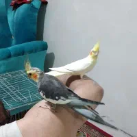 جفت عروس هلندی|پرنده|میاندوآب, |دیوار