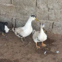 یک جفت غاز خوب و یک جفت اردک|حیوانات مزرعه|جم, |دیوار