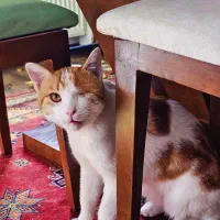 واگذاری کوکی خان مهربون