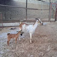 کهره شیری با بچه ماده
