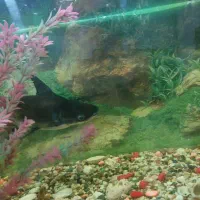 ماهی پنگوسی باله بلند|ماهی|فسا, |دیوار