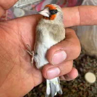 سهره کرمونی دورگ نر عالی (عروس،گلبسر،قناری)