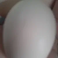 تخم مرغ محلی