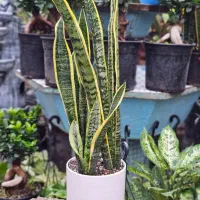 فروش سانسوریا سالم + ارسال سریع در مشهد