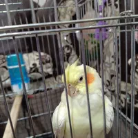 طوطی عروس هلندی لوتینو با قفس