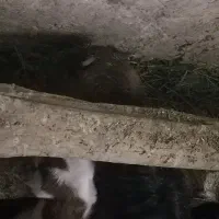 بزغاله ماده|حیوانات مزرعه|چناران, |دیوار