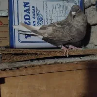 کفتر دم سفید ماده