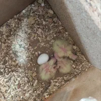 عروس هلندی مولد با جوجه|پرنده|ایرانشهر, |دیوار