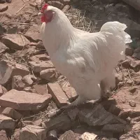 خروس برهما