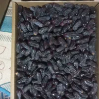 فروش خرما ربی