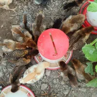 جوجه گلپایگان وزنگیری بسیاربالا