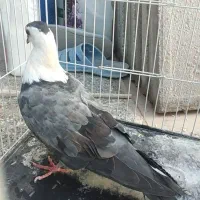 کربلای ماده