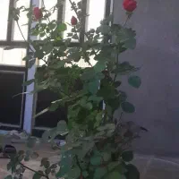 رهن و اجاره ویلای مسکونی|اجارهٔ خانه و ویلا|کنگاور, |دیوار