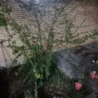 اجاره خونه ویلایی فارسان