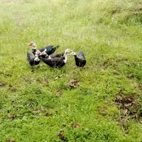 تخم اردک اسراییلی ومرغ|حیوانات مزرعه|رضوانشهر, |دیوار