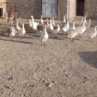 غاز محلی|حیوانات مزرعه|لاجان, |دیوار