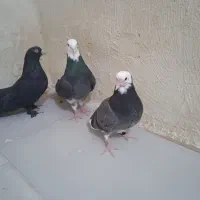 یازده عدد کفتر