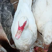 فروش حیوانات خانگی