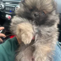 سگ پامر دوسرخرسی ۲ماهه برای فروش گذاشتم