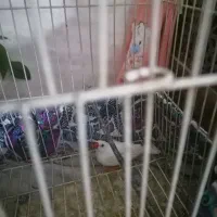 فنچ|پرنده|اصفهان, شهرک کاوه|دیوار