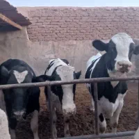 فروش گوساله های هلشتایین|حیوانات مزرعه|ساوه, |دیوار