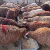 گوسفند زنده بره نرینه قلم ابی زیر قیمت|حیوانات مزرعه|مشهد, نوید|دیوار