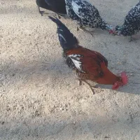 خروس محلی اصل|حیوانات مزرعه|شیراز, پودنک|دیوار