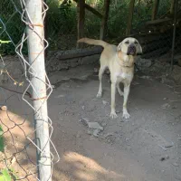 ماده پژدر اصیل