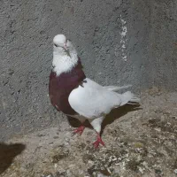 کبوتر طوقی سرخ