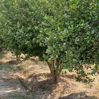باغ مرکبات