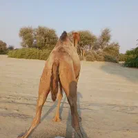 فروشی|حیوانات مزرعه|میناب, |دیوار