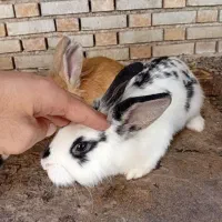 خرگوشای دورگه جوان|موش و خرگوش|مینودشت, |دیوار