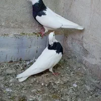 طوقی واکسی|پرنده|دره شهر, |دیوار