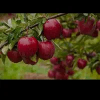 فروش میوه سرِ درختی چیدن و جمع‌آوری با خریدار