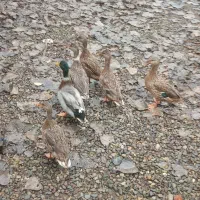 اردک نمایی (پروازی)|حیوانات مزرعه|آستانه اشرفیه, |دیوار