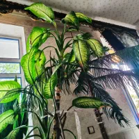 دیفن باخیا گولی