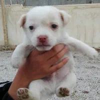 2تاتوله یکی نریکی ماده 2ماهه|سگ|کرمانشاه, |دیوار