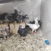 کفتر|پرنده|شیراز, شهدای شهرک سعدی|دیوار