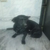 سگ پاکوتاه ماده