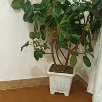 فروش گل فیکوس آلاستیکا