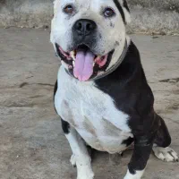 پیتبول تریر