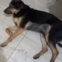 پیدا شده|حیوانات|رشت, جماران|دیوار